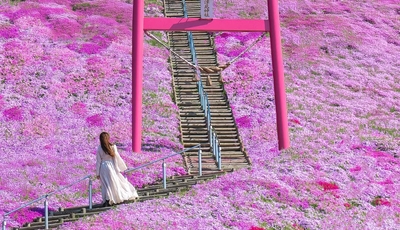 Shibazakura Park ở Hokkaido: Đồi Hoa Hồng Rực Rỡ