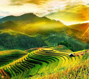 MÙ CANG CHẢI MÙA LÚA CHÍN