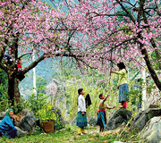 NINH BÌNH - MAI CHÂU - MỘC CHÂU - MÙ CANG CHẢI - SAPA