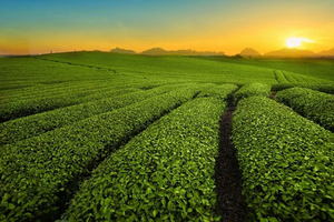 MỘC CHÂU - SƠN LA - ĐIỆN BIÊN - SAPA